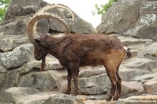 Sibirischer Steinbock (Capra sibirica) im Zoo Berlin