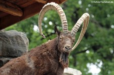 Sibirischer Steinbock (Capra sibirica) im Zoo Berlin