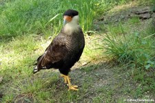 Schopfkarakara (Caracara plancus) im Zoo Berlin