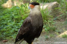 Schopfkarakara (Caracara plancus) im Zoo Berlin