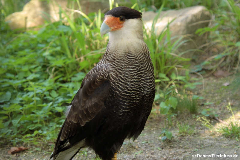 Schopfkarakara (Caracara plancus)