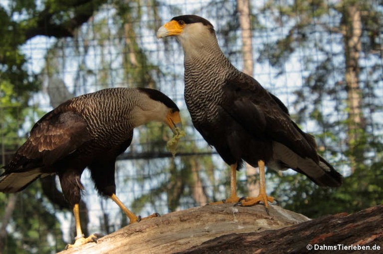 Caracara plancus