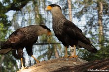 Schopfkarakara (Caracara plancus) im Zoo Berlin