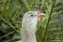 Cariama cristata