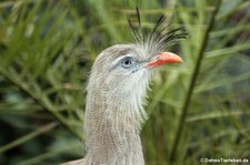 Rotfußseriema (Cariama cristata) im Zoo Berlin