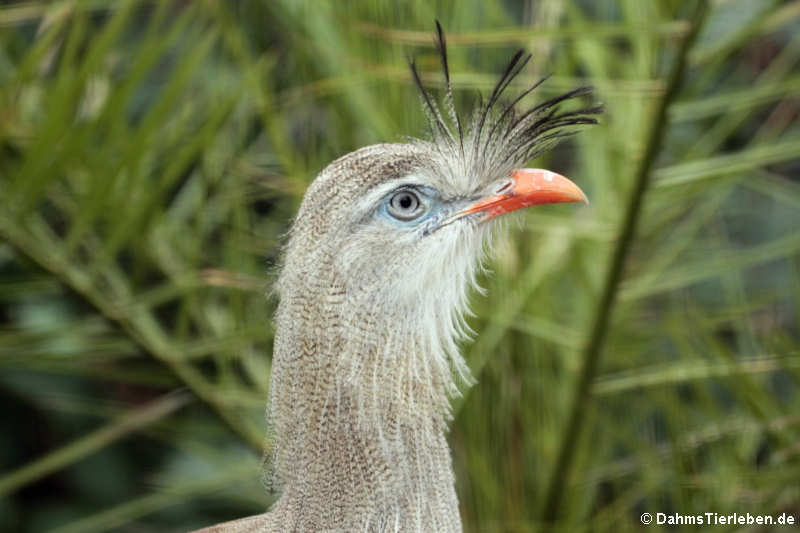 Cariama cristata