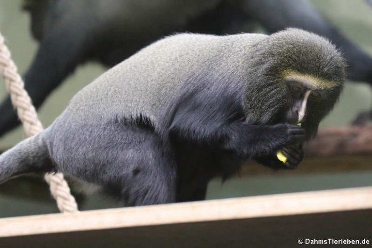 Cercopithecus hamlyni