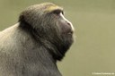 Cercopithecus hamlyni