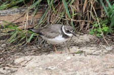 Sandregenpfeifer (Charadrius hiaticula) im Zoo Berlin