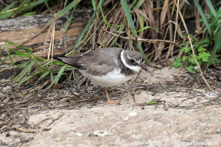 Charadrius hiaticula