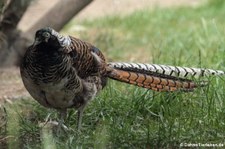 Diamantfasan (Chrysolophus amherstiae) im Zoo Berlin