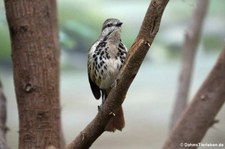 Tropfenrötel  (Cichladusa guttata) im Zoo Berlin