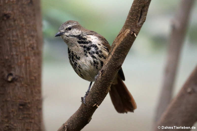 Tropfenrötel (Cichladusa guttata)