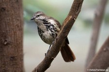 Tropfenrötel  (Cichladusa guttata) im Zoo Berlin