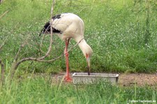 Maguari-Storch (Ciconia maguari) im Zoo Berlin