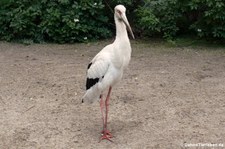 Maguari-Storch (Ciconia maguari) im Zoo Berlin