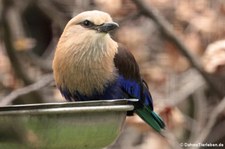 Opalracke (Coracias cyanogaster) im Zoo Berlin