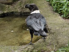 Geierrabe (Corvus albicollis) im Zoo Berlin