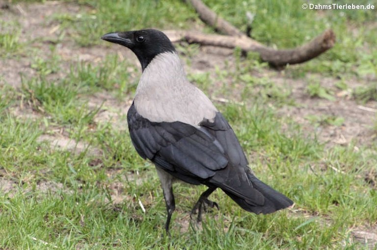 Corvus cornix cornix