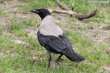 Nebelkrähe (Corvus cornix cornix) auf dem Gelände des Berliner Zoos