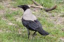 Corvus cornix cornix