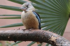 Haubenliest oder oder Blauflügel-Kookaburra (Dacelo leachii) im Zoo Berlin