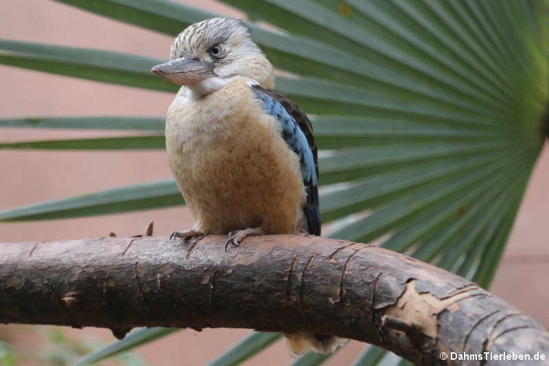 Haubenliest oder oder Blauflügel-Kookaburra (Dacelo leachii)