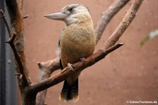 Haubenliest oder oder Blauflügel-Kookaburra (Dacelo leachii) im Zoo Berlin