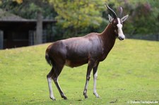 Blessbock (Damaliscus pygargus phillipsi) im Zoo Berlin