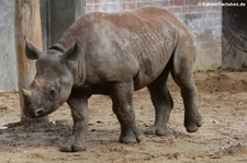 Junges Ostafrikanisches Spitzmaulnashorn (Diceros bicornis michaeli) im Zoo Berlin