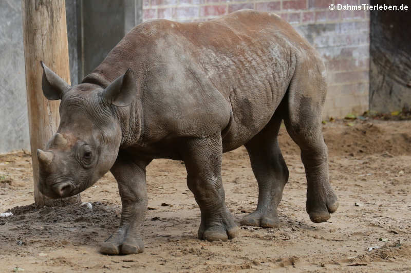 Junges Ostafrikanisches Spitzmaulnashorn (Diceros bicornis michaeli)