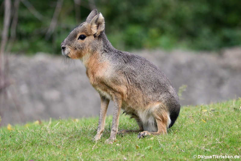 Großer Pampashase oder Mara (Dolichotis patagonum)