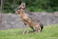 Großer Pampashase oder Mara (Dolichotis patagonum) im Zoo Berlin