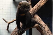 Tayra oder Hyrare (Eira barbara) im Zoo Berlin