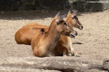 Davidshirsche (Elaphurus davidianus) im Zoo Berlin