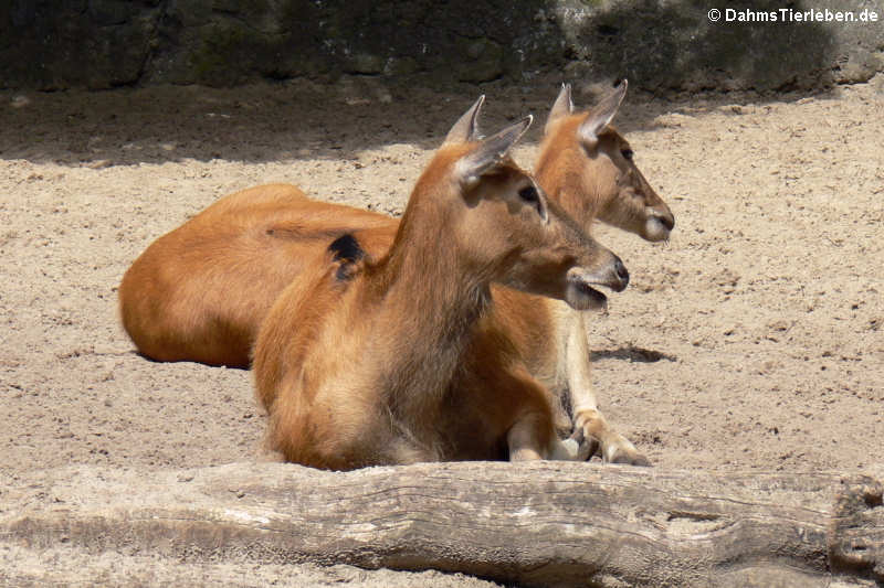 Davidshirsche (Elaphurus davidianus)