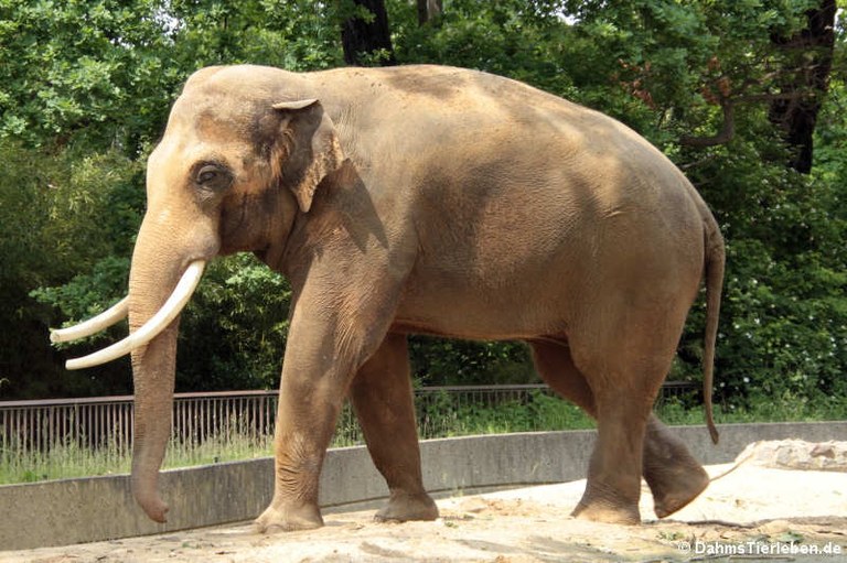 Elephas maximus