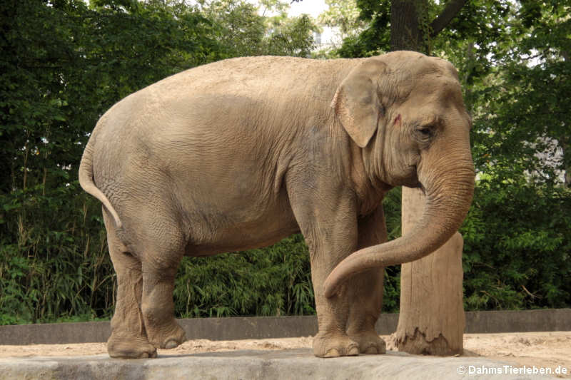 Asiatischer Elefant (Elephas maximus)