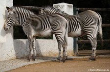 Grevyzebra (Equus grevyi) im Zoo Berlin