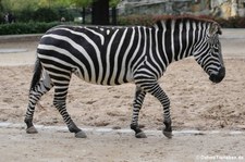 Böhm- oder Grant-Zebra (Equus quagga boehmi) im Zoo Berlin