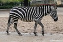 Equus quagga boehmi