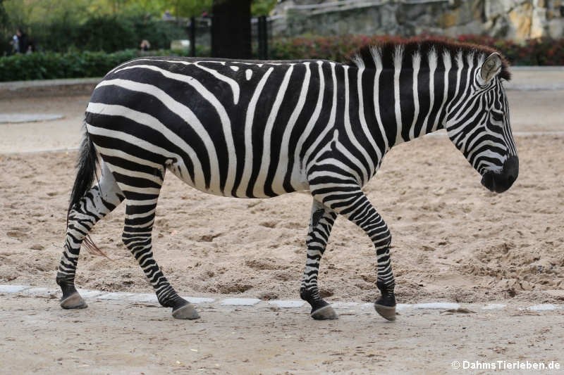 Böhm- oder Grant-Zebra (Equus quagga boehmi)