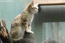 Sandkatze (Felis margarita) im Zoo Berlin