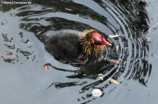 Blässralle oder Blässhuhn (Fulica atra) im Zoo Berlin