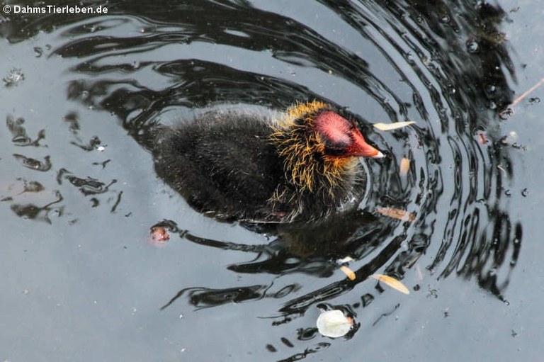 Fulica atra