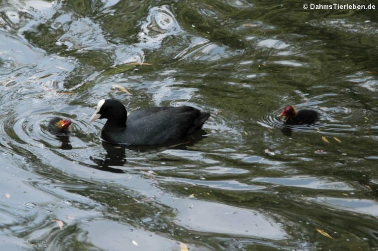 Fulica atra