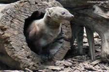 Ringelschwanzmungo (Galidia elegans) im Zoo Berlin