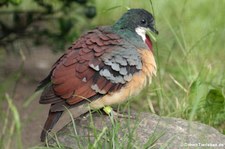 Brandtaube (Gallicolumba crinigera) im Zoo Berlin