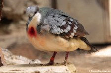 Luzon-Dolchstichtaube (Gallicolumba luzonica) im Zoo Berlin