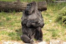 Westlicher Flachlandgorilla (Gorilla gorilla gorilla) im Zoo Berlin